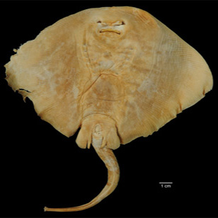 image of a stingray